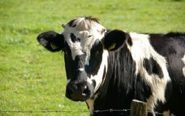 krowa-mleko