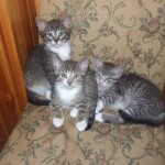 Koty do adopcji (3)