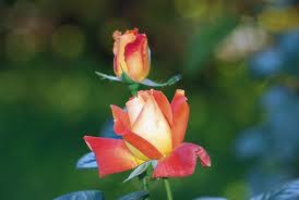 Róża de Funès