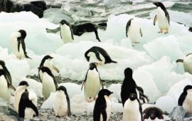 pinwiny-antarktyda-stado-ptaki-epa